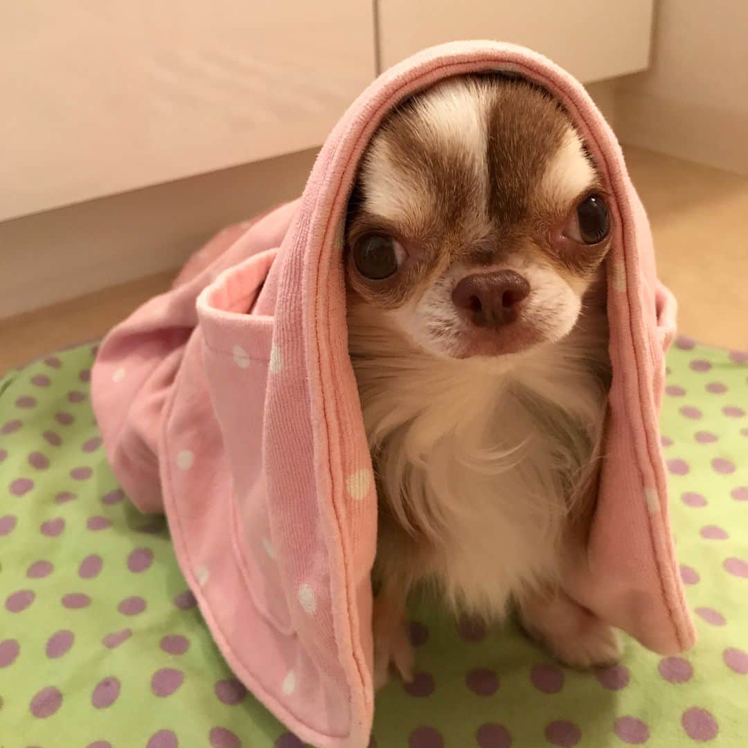 kayoのインスタグラム：「ボクちんお風呂入ったよ〜🚿🛁 * * Lychee❤️ * #chihuahua#chihuahualove#dogstgram#dog#instadog#いぬすたぐらむ#ちわわ#チワワ#チワワ大好き#チワワ画像#チワワ部#親ばか部#ロングコートチワワ#多頭飼い * *」