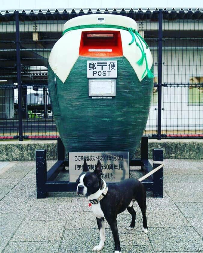 川島明のインスタグラム：「宇治駅前名物『茶壺型ポスト』前で記念撮影。 とても冷めている愛犬。」