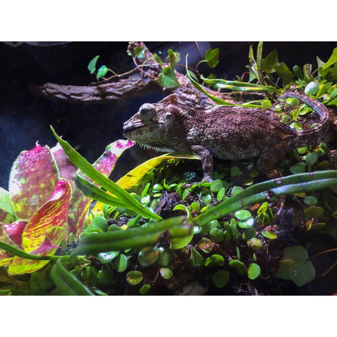 高松雪乃さんのインスタグラム写真 - (高松雪乃Instagram)「iZooに展示されている、フトヒゲカメレオンモドキさんのレイアウトさせて頂きました！  #フトヒゲカメレオンモドキ #爬虫類 #はちゅドル #ビバリウム #iZoo #reptile #Chamaeleolisbarbatus #CubanFalseChameleon #vivarium」6月12日 16時18分 - yukinotakamatsu