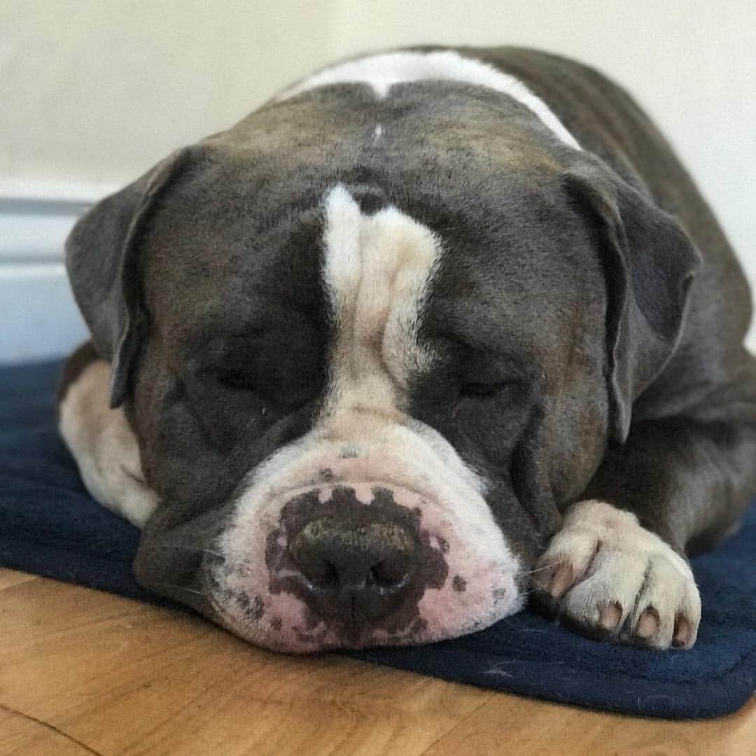 STYLISH ANIMALSのインスタグラム：「First name: Marshall 👅 Last name: Mellow  Nice to meet you 🐾  #marshallmonday」