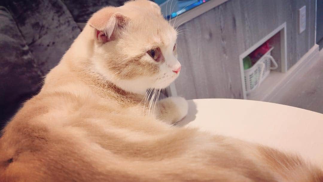 下村実生さんのインスタグラム写真 - (下村実生Instagram)「いつかの猫カフェ かわいかった、いやし🐱」6月13日 15時57分 - miki_shimomura_