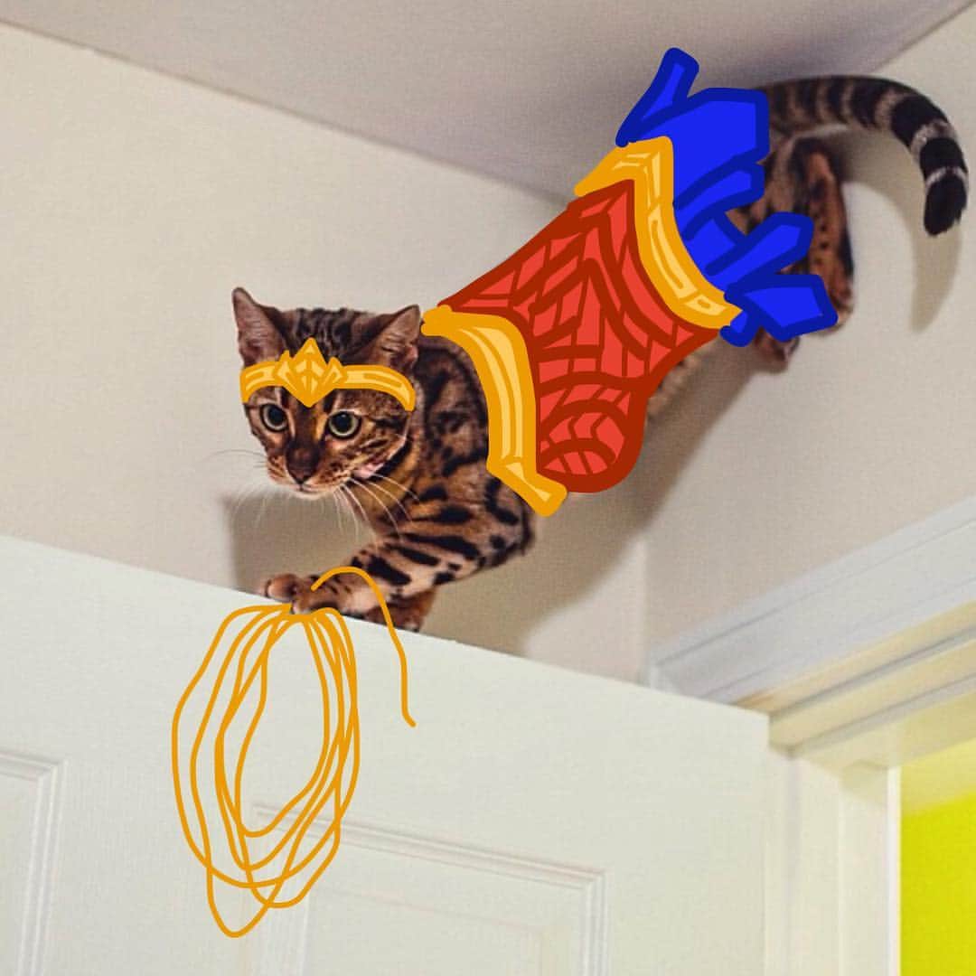 Bob And His Humanさんのインスタグラム写真 - (Bob And His HumanInstagram)「"You are stronger than you believe. You have greater power than you know." #wonderwoman  When I think of a #wondercat @dumagauper is one of the first felines that comes to mind. Her skills are beyond magical and heroic!」6月14日 12時27分 - idraw_on_cats