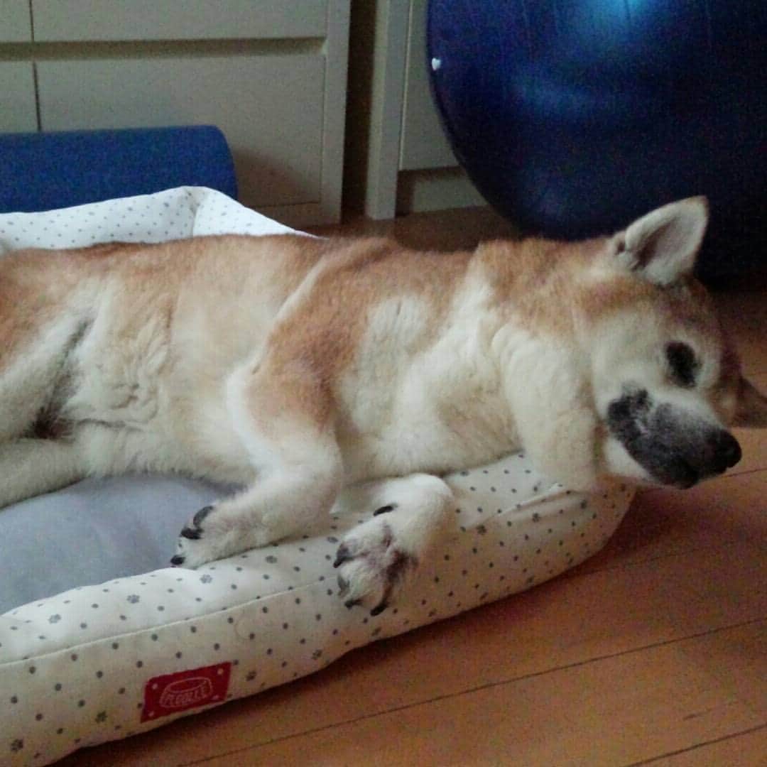 皆口裕子のインスタグラム：「ベッドは角を攻める ソファーではアップで迫る #柴犬#野乃#blinddog」