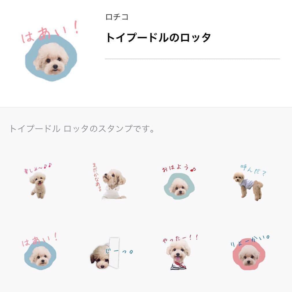 mizuのインスタグラム：「* ロッタのLINEスタンプができました♡ トイプードルのロッタ (toypoodle 'lotta')、もしくはロチコ (lochiko)で検索すると出てきます。 良かったら見てみてください♡ *」