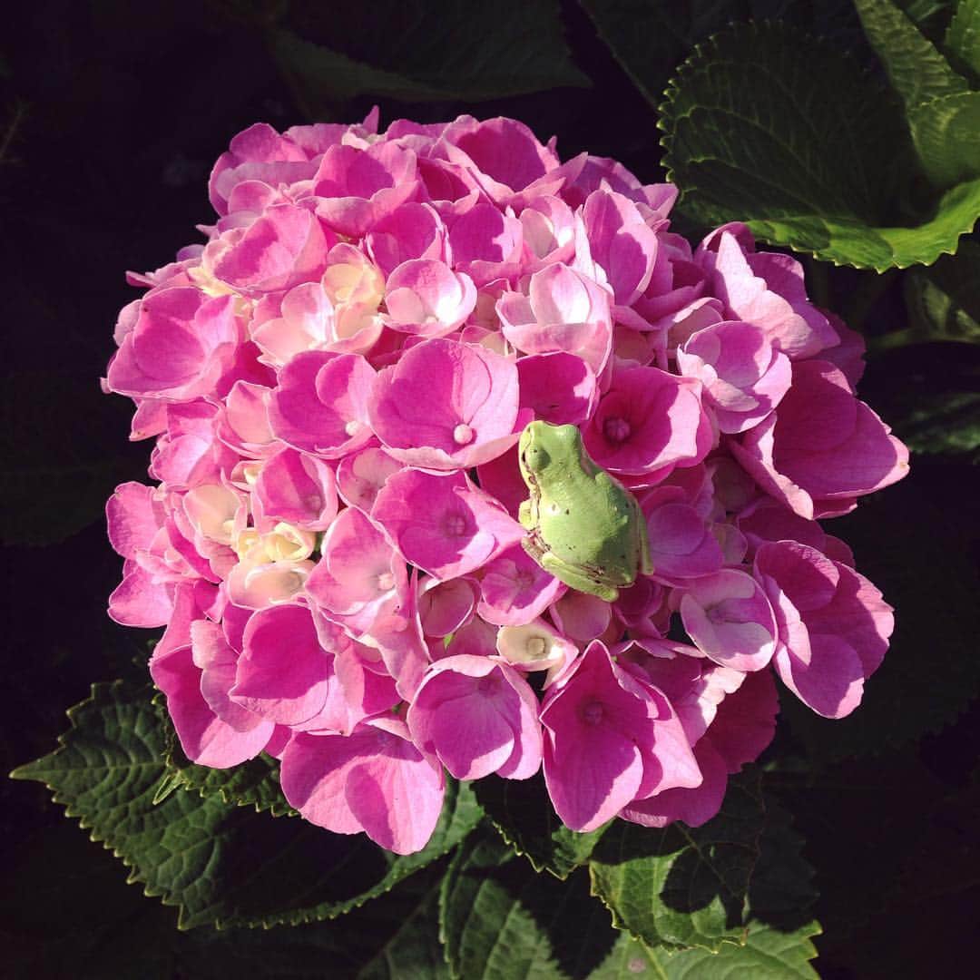 マツオヒロミさんのインスタグラム写真 - (マツオヒロミInstagram)「庭の紫陽花咲いた🐸」6月15日 8時05分 - matuohiromi