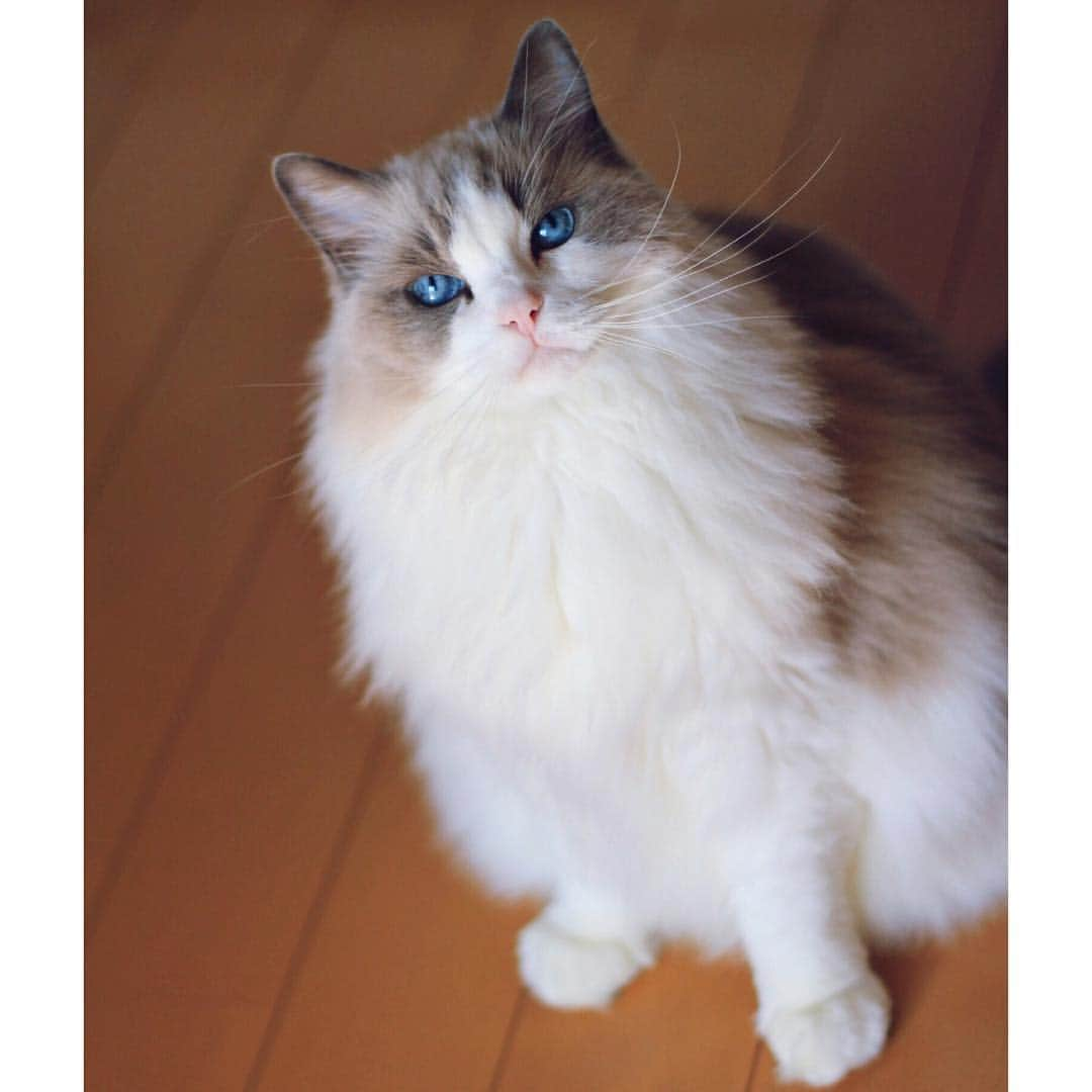 アンナさんのインスタグラム写真 - (アンナInstagram)「#cat #ragdoll #ragdollcat #neko #ネコ #ねこ #猫 #ラグドール」6月15日 19時35分 - annaragdoll