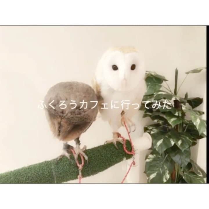 利咲のインスタグラム：「🦉 フクロウカフェもふもふ。 いろんな子がいて可愛かったです。 フクロウって肉食なのに全く臭くない！ 餌やりもやってみたかったけど彼らのご飯の時間に合わず(´;ω;` ) . 銀座という土地柄、 名前がティファニー、エルメス、シャネル、ディオール、アルマーニ、ヴィトン、クロエ！笑 ザラだけファストファッションでかわいそ笑 この白い子。 . 撫でてると寝ちゃう。笑 頭乗ってくる。笑 人馴れすごい。 . メンフクロウの2匹は片時も離れず一緒に居るの。 片方がちょっと離れたらぴとってくっついて、 飛んで行ったら追いかけてく。なんてかわいいんだ、、 . . . #フクロウ #ふくろう #フクロウカフェ #ふくろうカフェ #もふもふ #フクロウカフェもふもふ #メンフクロウ #🦉#梟 #cute #癒し #owl #owlcafe #owlcafemofumofu」