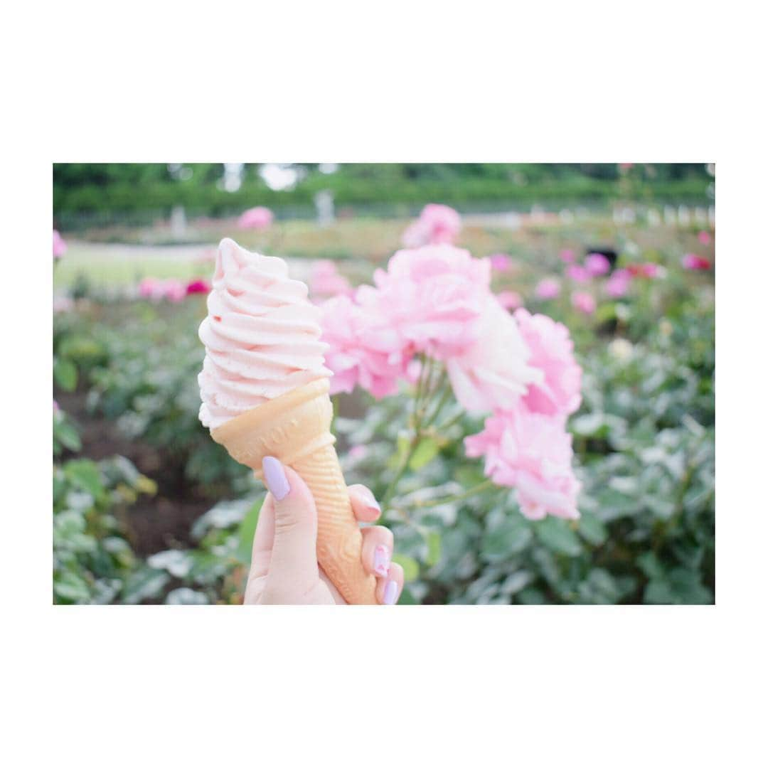 小池舞のインスタグラム：「rose ice cream🍦  #カメラ #camera #カメラ女子 #カメラ初心者  #nikon #nikond5300 #薔薇 #rose #ソフトクリーム #icecream #ピンク #pink #cute #lovely #fancy #神代植物公園 #かわいい #美味しい」