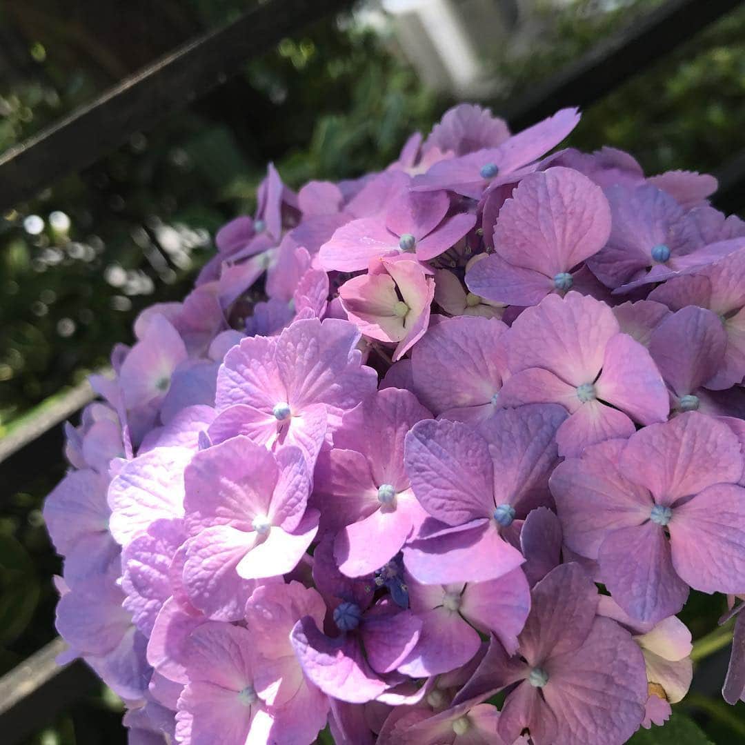 吉田由美さんのインスタグラム写真 - (吉田由美Instagram)「我が家の紫陽花。  なぜか一輪だけ。」6月15日 16時45分 - yumi__yoshida