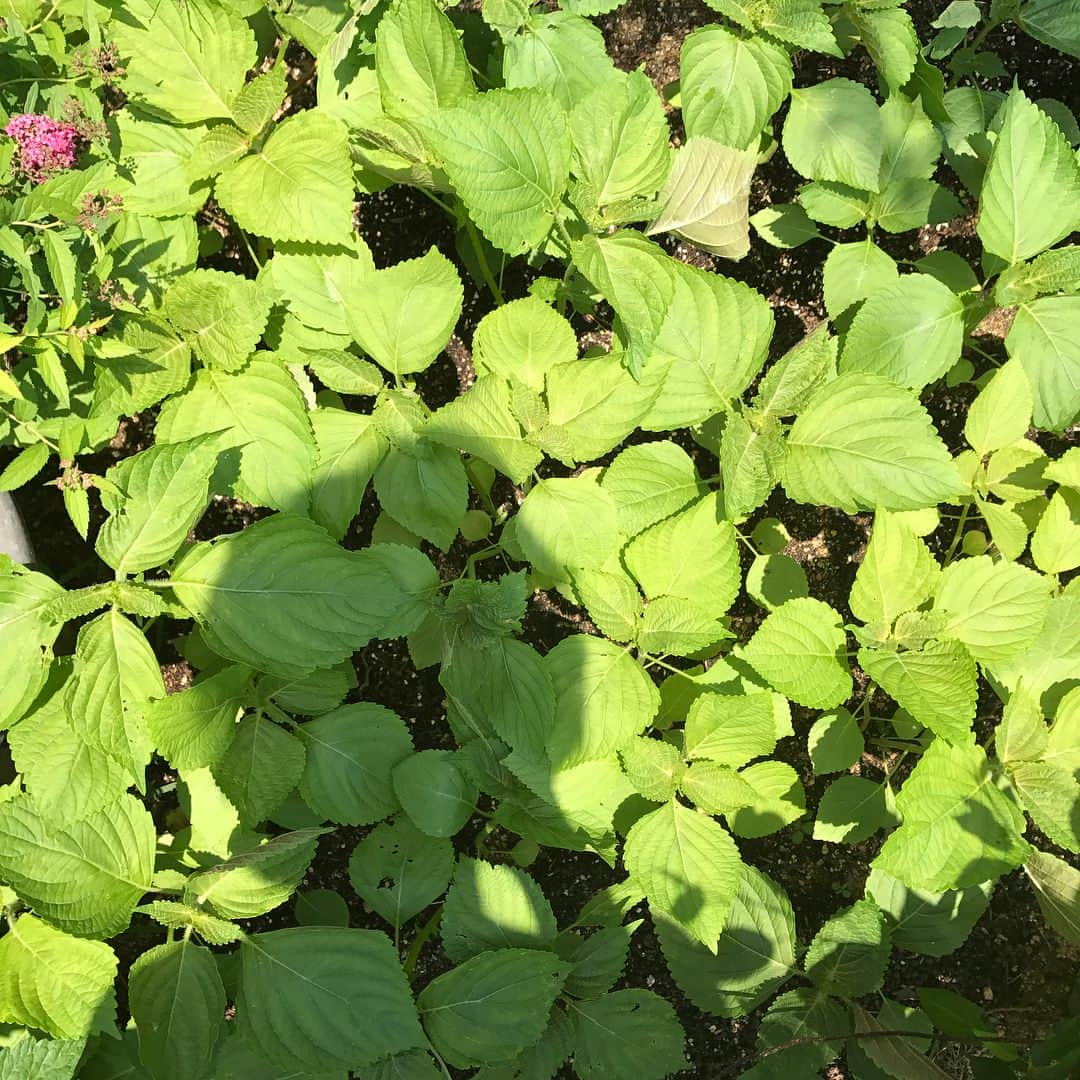 パク・スジンのインスタグラム：「좋다고 너무많이 심었네..깻잎숲😱♡ #쑤농장#깻잎편」