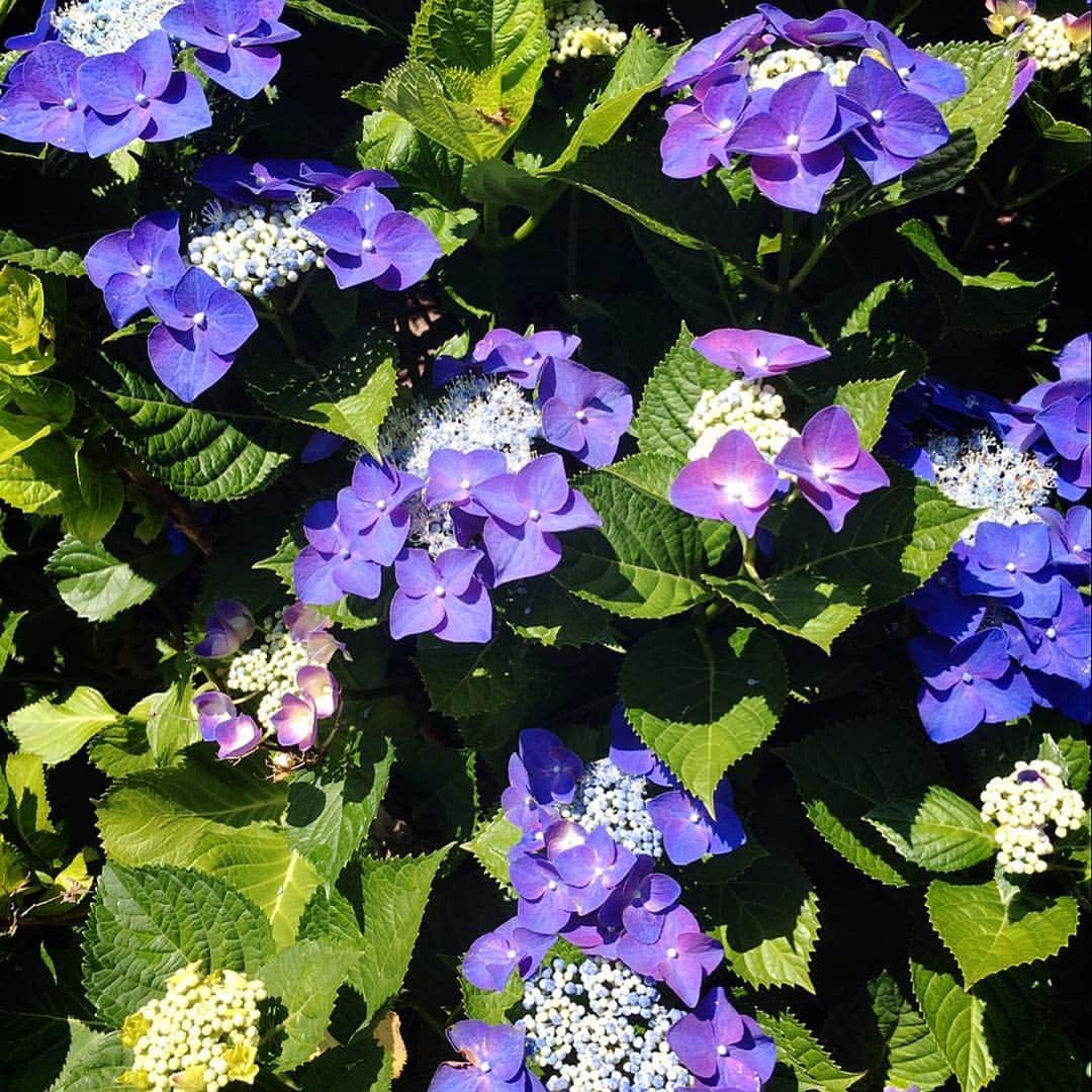 志村けんさんのインスタグラム写真 - (志村けんInstagram)「散歩 紫陽花が綺麗に咲いていました #志村けん  #志村魂  #志村動物園  #ばか殿  #へんなおじさん」6月15日 18時40分 - ken_shimura_bakatono67