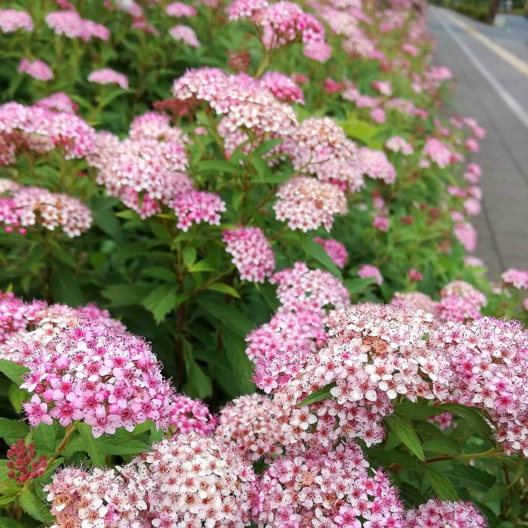 小川永子さんのインスタグラム写真 - (小川永子Instagram)「道端にふと眼を下ろすと、  満開の小花💠💠💠 名前も知らない花だけど、  控えめな眼差しに惹かれ  気付けばシャッターを押していました😆🌱 #ピンク #花#道端#フラワー #flowers #pink #beautiful #street」6月16日 18時55分 - hisak03