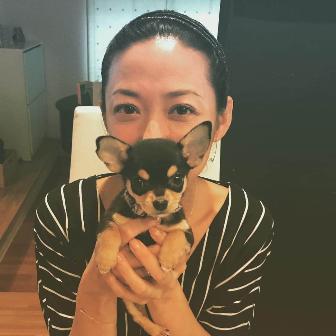 内藤聡子のインスタグラム：「生後40日くらいのチワワの赤ちゃん。可愛すぎでした❤️ #チワワ」