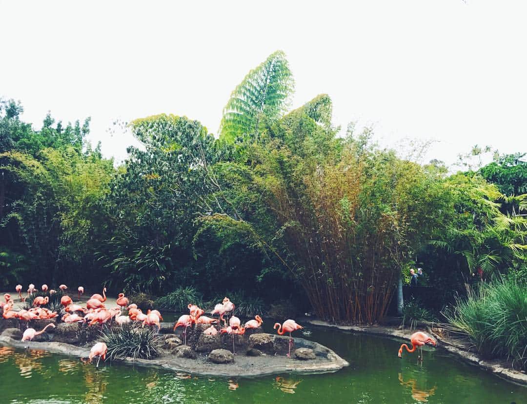ザック・フリードマンのインスタグラム：「Flim-Flamingos」