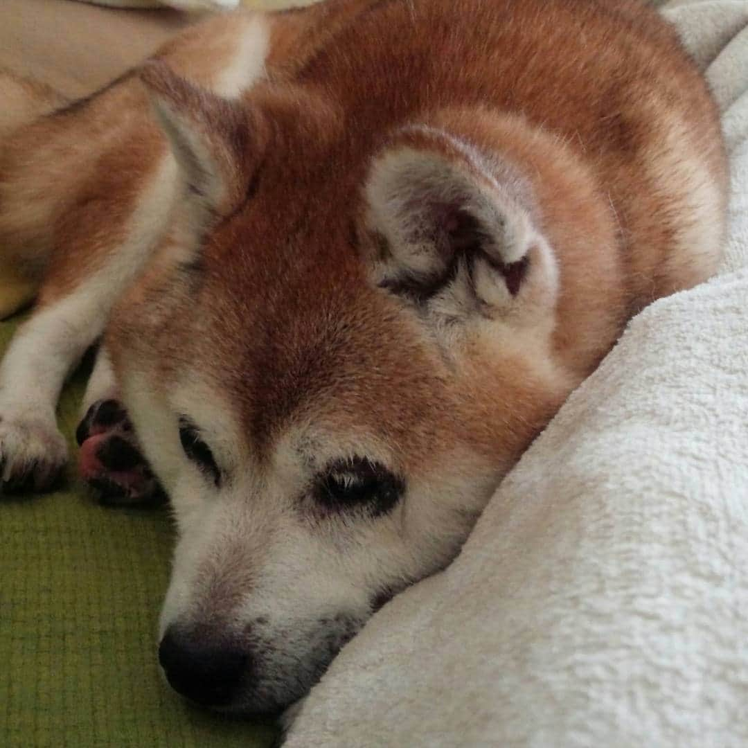 皆口裕子さんのインスタグラム写真 - (皆口裕子Instagram)「雨がしとしと日曜日  今日はどこにも出掛けず ずっと録りだめしていた、ドキュメンタリー番組三昧  いろいろな人の考え方や過ごし方に 芝居を作るヒントをもらえます  野乃もソファでお付き合い  #柴犬#野乃#blinddog」6月18日 15時10分 - yuko_minaguchi