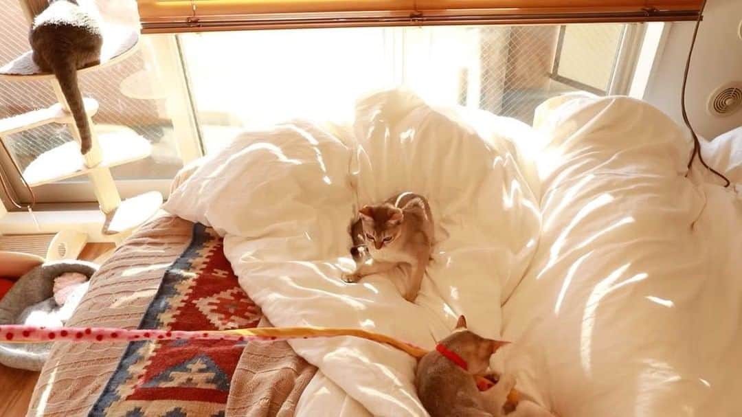 jill&titi&luna&lillyのインスタグラム：「☆ ジルもティティもルナもリリも元気です🐱かなり、お久しぶりの投稿になります〜♡みなさんお元気ですか？？ ☆ ☆  #猫  #にゃんこ  #関東にゃんこ部  #アビシニアン  #ロシアンブルー  #シンガプーラ  #catsofinstagram  #cats  #catstagram  #russianblue  #singaporecat  #singapore  #abissinian  #catlovers  #ねこ部  #ペコねこ部  #写真好きな人と繋がりたい  #カメラ好きな人と繋がりたい  #フィルター越しの私の世界  #一眼レフ  #シンガプーラ  #アビシニアン  #ロシアンブルー  #ねこまみれ  #にゃんすたぐらむ  #ねこ部  #ふわもこ部  #ファインダー越しの私の世界  #pecon」