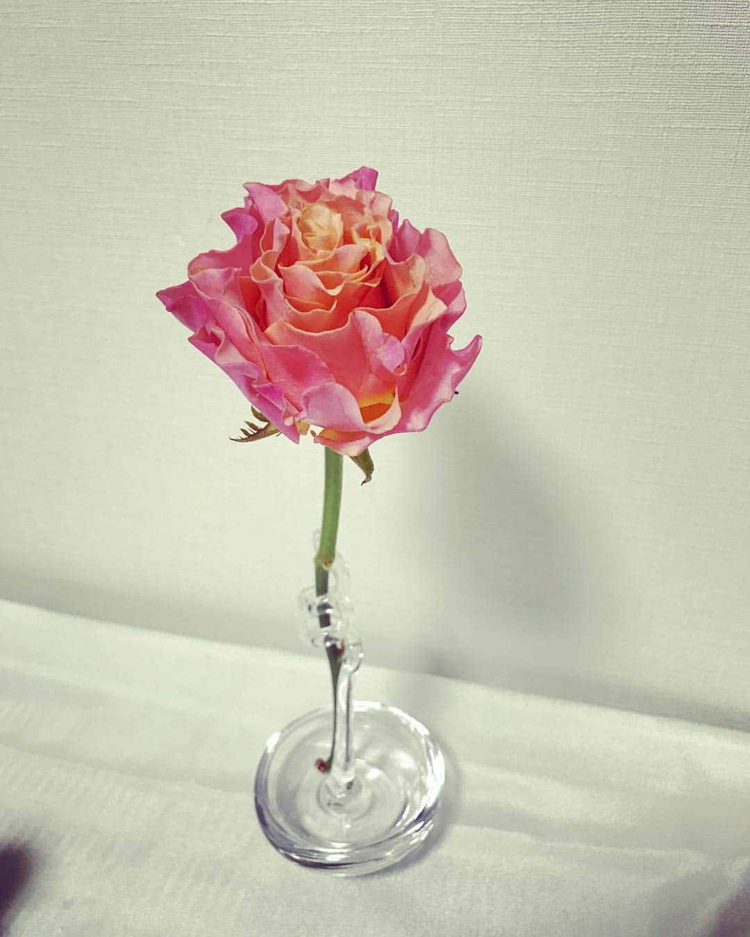 藤咲えりさんのインスタグラム写真 - (藤咲えりInstagram)「Instagramをご覧下さってる生徒さんから♪ ブラッドオレンジの薔薇。 #薔薇#一輪挿し#ブラッドオレンジ」6月18日 21時04分 - eri_fujisaki91