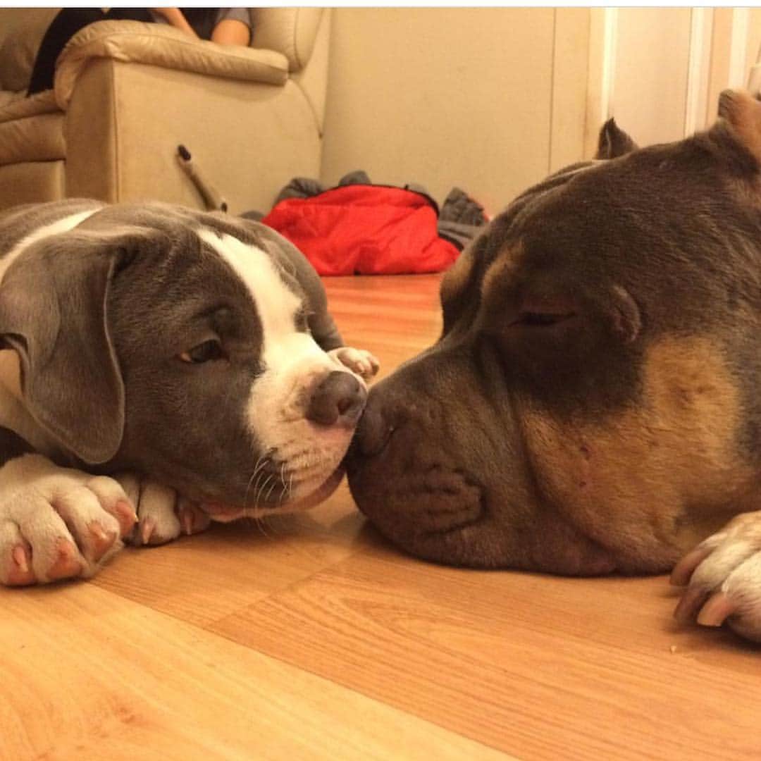 STYLISH ANIMALSのインスタグラム：「My daddy is bratty but I still love him! 👅🐾 #happyfathersday  #lovehaterelationship」