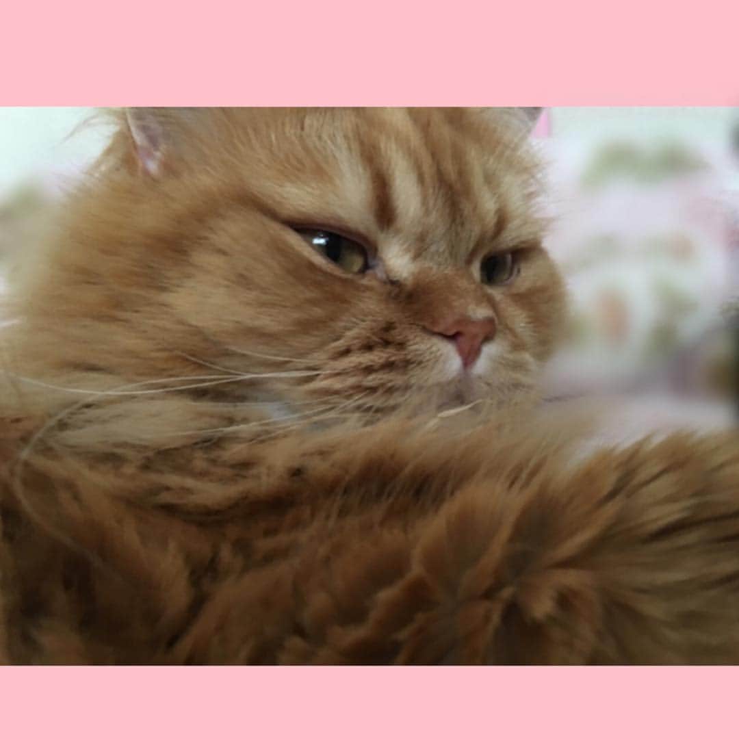 木月沙織のインスタグラム：「うとうとレオさん…＊ #猫 #cat #catstagram #pet #petstagram #catsofinstagram #cats_of_instagram #ilovecat #ナポレオン #メヌエット #napoleon #menuett #ねむねむ #うとうと #かわいい #愛猫」