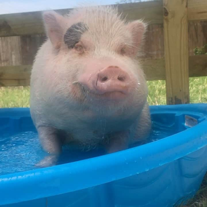 baconのインスタグラム：「Who wants to come to my pool party today? 🐷💦#pooledpork」