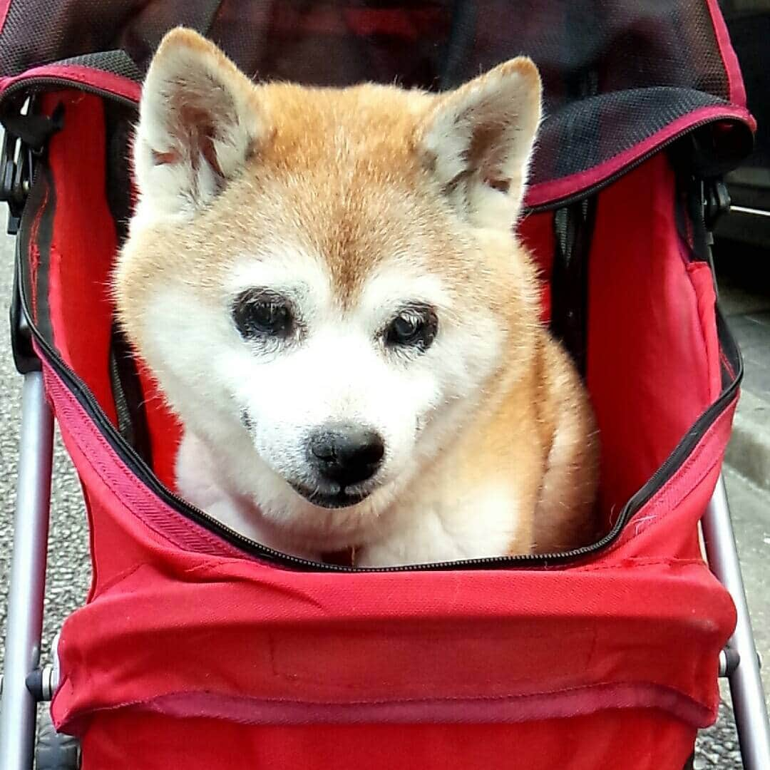 皆口裕子さんのインスタグラム写真 - (皆口裕子Instagram)「仕事の合間にブーンと ワクチン注射と爪切りに病院へ  アスファルトが熱そうだったので、ひさしぶりのバギー出動！ ご機嫌でした 野乃に合わせて歩くと３倍はかかる今日この頃  暑い日はバギーでGO！がいいみたい #柴犬#野乃#blinddog」6月19日 17時45分 - yuko_minaguchi