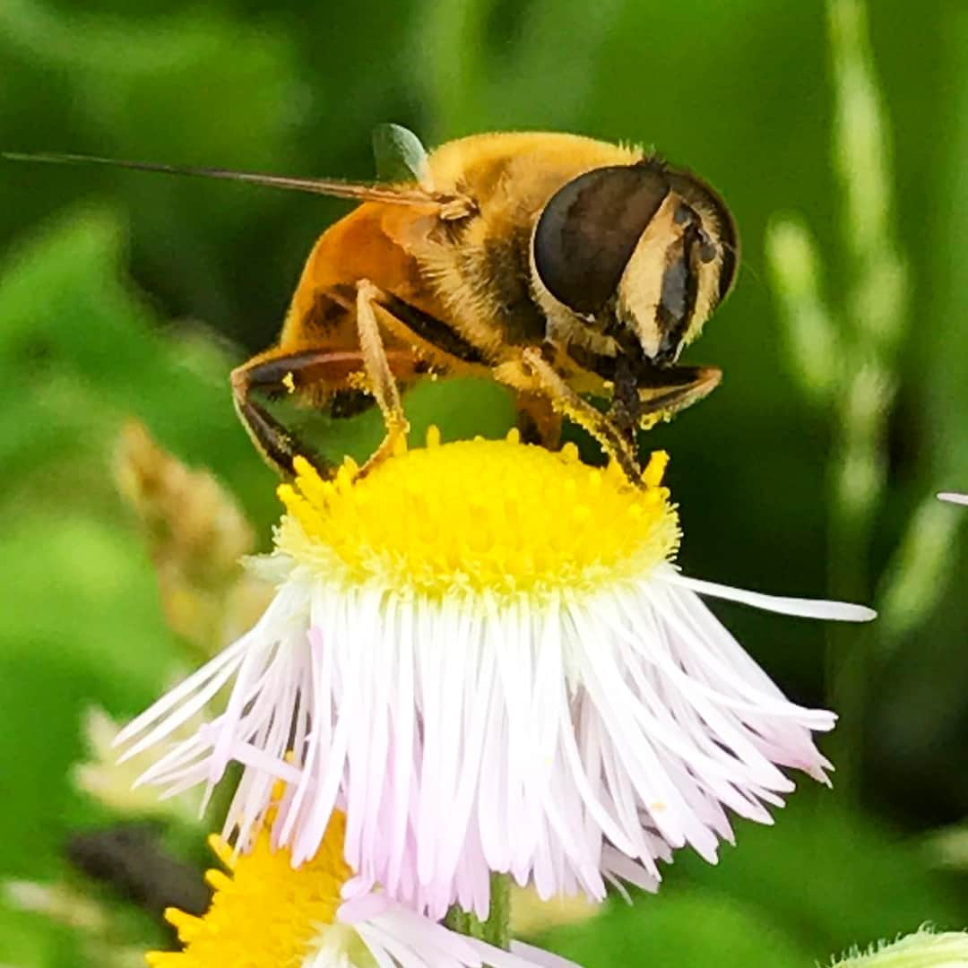 石田靖のインスタグラム