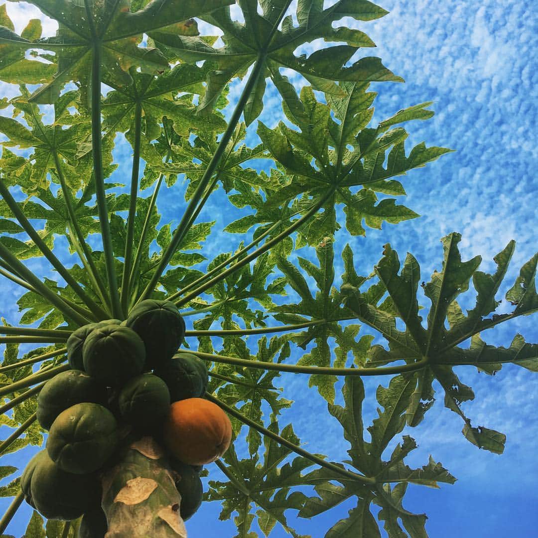 工藤まやさんのインスタグラム写真 - (工藤まやInstagram)「GM🌴日本滞在2週間はあっという間でしたが、その間に裏庭のパパイヤはずいぶんのっぽになっていた。これからは毎朝梯子で収穫だなあ。#ハワイ#パパイヤ#酵素 #Manoa#instadaily #papaya#breakfast」6月20日 7時31分 - mayahawaii325