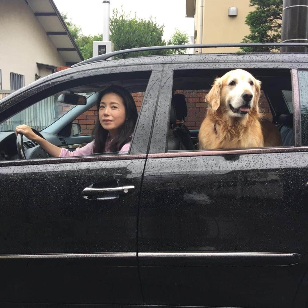 高橋ひとみさんのインスタグラム写真 - (高橋ひとみInstagram)「ただいま‼ ちょっと、遠かったけど、楽しい旅行でした。お母さんがずっと運転してくれました^_^ #goldenretriever #dogstagram #dog #ゴールデンレトリバー #犬 #旅行 #travel #高橋ひとみ」6月21日 17時44分 - hitomi_momoe