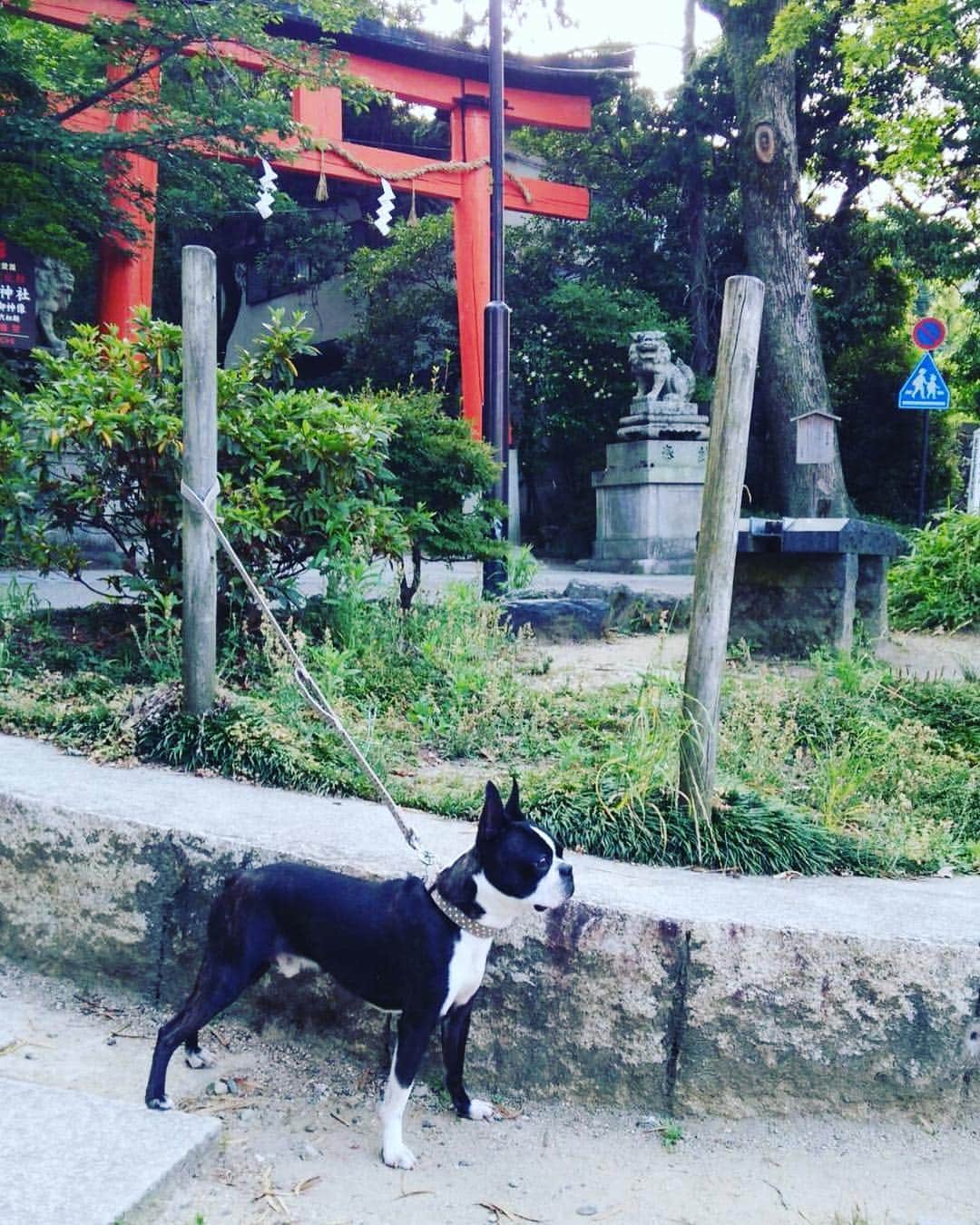 川島明のインスタグラム：「鳥居の朱色と松風の黒がいいコントラストだな。」