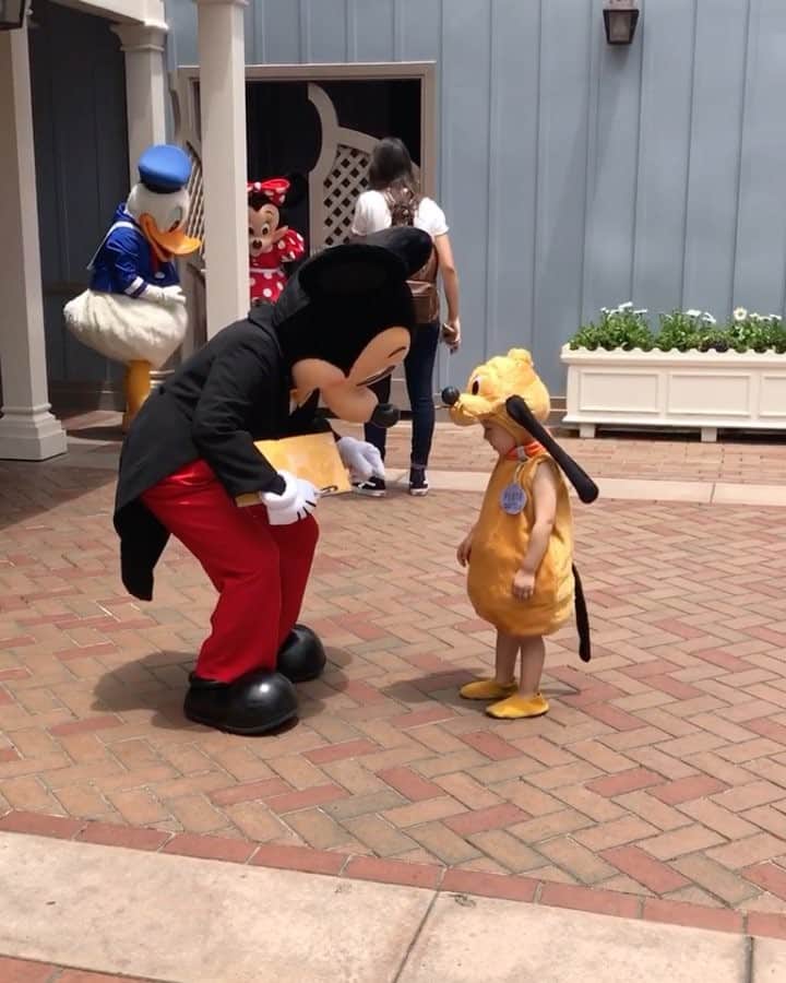 のインスタグラム：「Mickey! I found Pluto . . . . “無事#pluto_taia をmickeyのもとへ送り届けました ☝︎”. . . 大好きなキャラクター達のオンパレードに taiちゃん目移りしすぎて…. . . I'm sorry..Mickey and Pluto. . He loves every one in Disney. . . (まだ🇯🇵には居ないmickey のnew faceが素敵すぎました🇺🇸♡). #pluto_taia #disneyland」