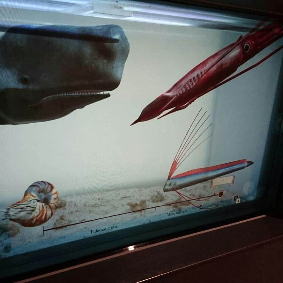 アクアパーク品川さんのインスタグラム写真 - (アクアパーク品川Instagram)「「カブトガニ」だけど… #実は #カニではない #クモの仲間 #カニの日 #6月22日 #マジカルグラウンド #カブトガニ #HorseshoeCrab #タッチパネル水槽 #アクアパーク #アクアパーク品川 #aquapark #都市型水族館」6月22日 19時52分 - aquapark_official