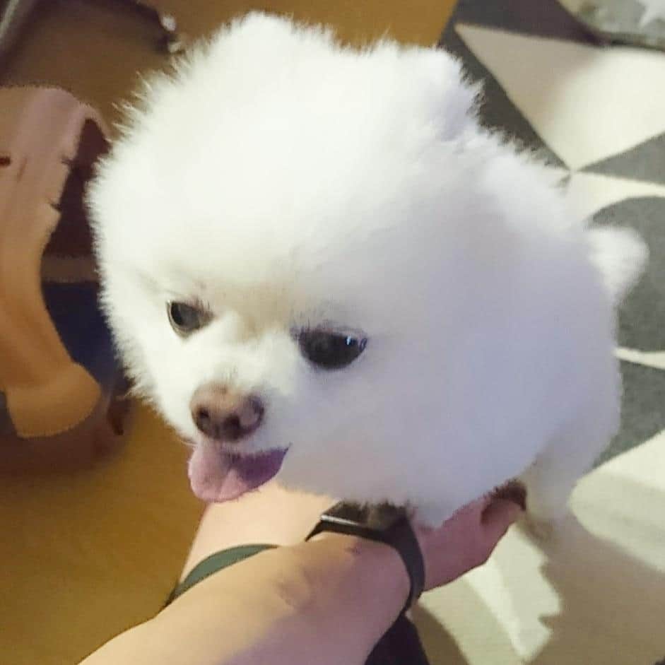 ニコちゃんさんのインスタグラム写真 - (ニコちゃんInstagram)「ポォォォ～～～🐶❤️汁スチュアートコスメの製造元やっほいでござる～💄🐶💓👮✨ #ポォー #汁スチュアートコスメ #ジルスチュアート #ジルスチュアートコスメ #ジルバイジルスチュアート #製造元 #工場長 #マイケルポクソン #さすがに怒られるでござる #ポメリズム #ポメラニアン #白ポメ #pomeranian」6月22日 21時54分 - nico_susukita