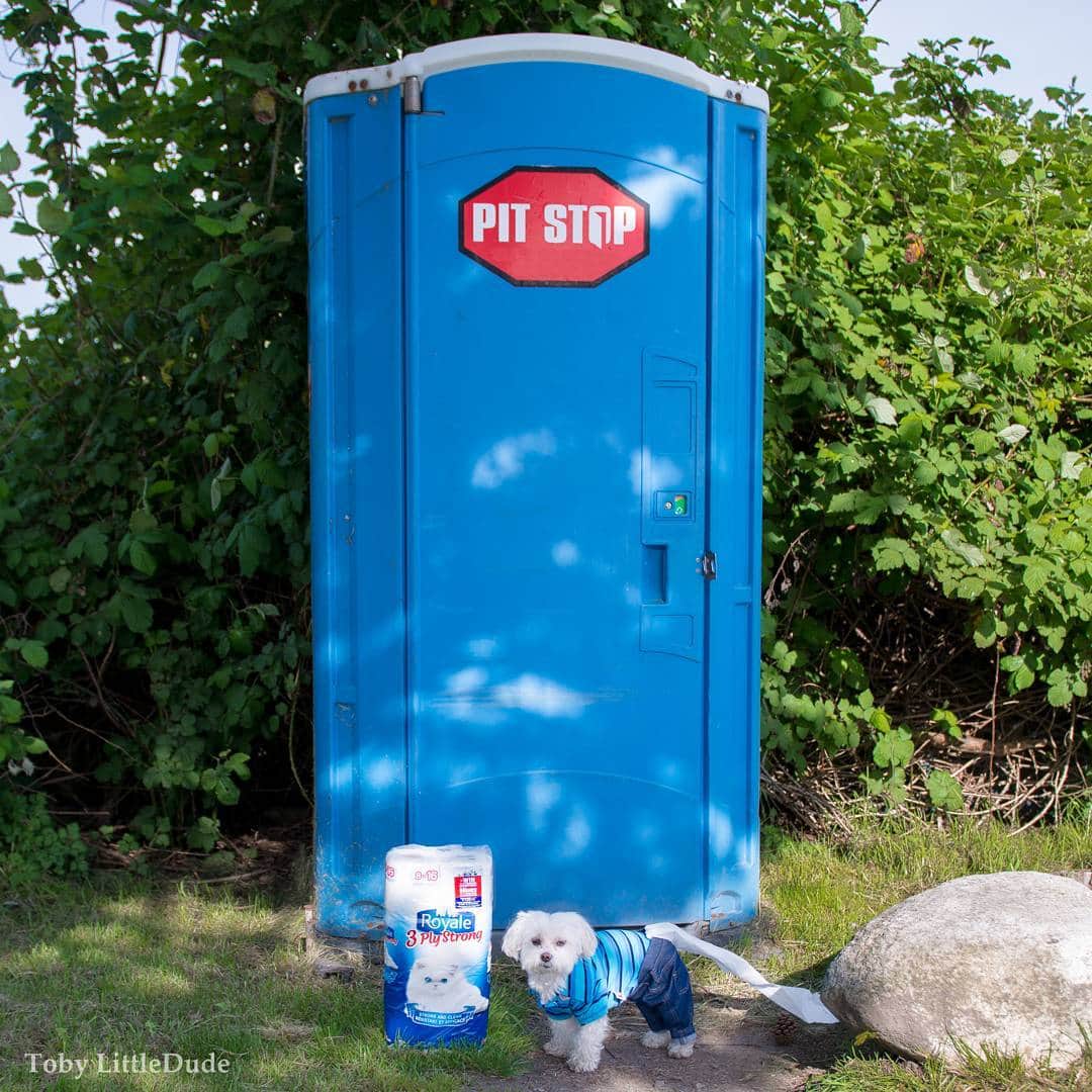 Toby LittleDudeさんのインスタグラム写真 - (Toby LittleDudeInstagram)「You never know what you have until it's gone... toilet paper is a good example.  Would you like the chance to win 1 of 4 Canadian Adventures and other great instant win prizes? Celebrate Canada’s 150th with ROYALE’s “Experience Canada Your Way” contest. Look for specially marked packs of ROYALE, while supplies last. Enter at royale.ca #TheRoyaleKittens #partner #Trusted50years @TheRoyaleKittens ___」6月23日 6時37分 - toby_littledude