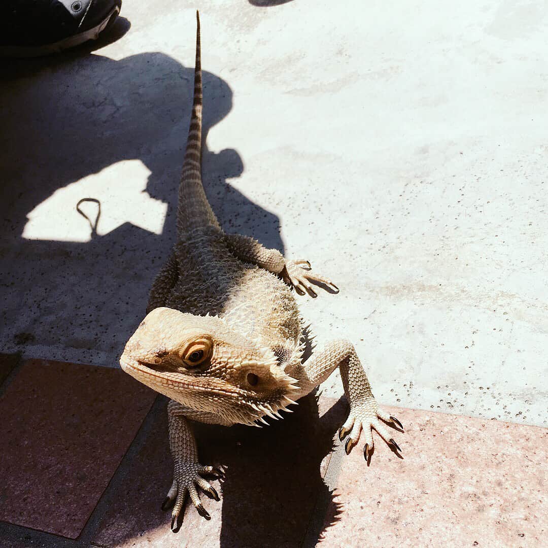 森實りこさんのインスタグラム写真 - (森實りこInstagram)「: 小学校の理科室で飼ってるんだって。 かわいい…… . #フトアゴヒゲトカゲ #爬虫類 #reptiles #animal #🦎 . #かわいい #とてもかわいい #すごくかわいい .」6月23日 16時15分 - ricozane