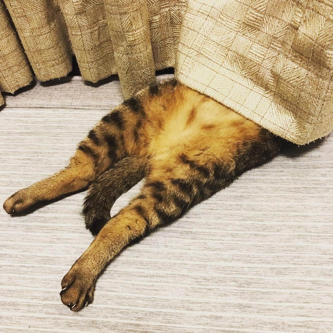 小林美香子のインスタグラム：「カーテンから伸びきった足が出てますよー(((o(*ﾟ▽ﾟ*)o)))♡」
