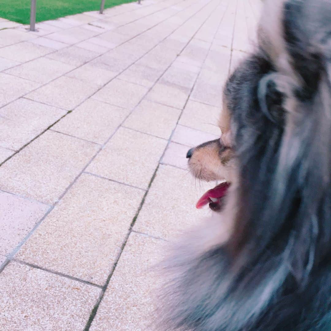 Naomin❤︎ Swaymeさんのインスタグラム写真 - (Naomin❤︎ SwaymeInstagram)「お世話になった方達とランチ🍗 六本木なのに、緑がいっぱい🌳🌲🍃 癒されたー✨✨✨ みんな、ありがとう♡ 沢山笑ったなぁ🤣 またまた、笑顔が素敵すぎるメンバーでした😆  ミッドタウンをお散歩して、お買い物🛍  #midtown #tokyo  #holiday #girlstalk #happiness #happy #dog #Pomeranian #チワプー #dogcafe #lunch」6月25日 22時32分 - swayme_2012