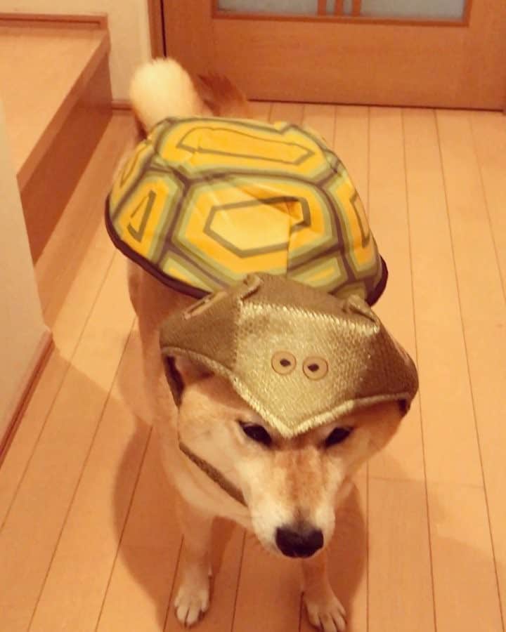 マロたんのインスタグラム：「❌🐢 ⭕️🐕 カメじゃないから甲羅いらない #柴犬 #shiba #shibainu  #weeklyfluff #ilovemydog #cute #love #kawaii」