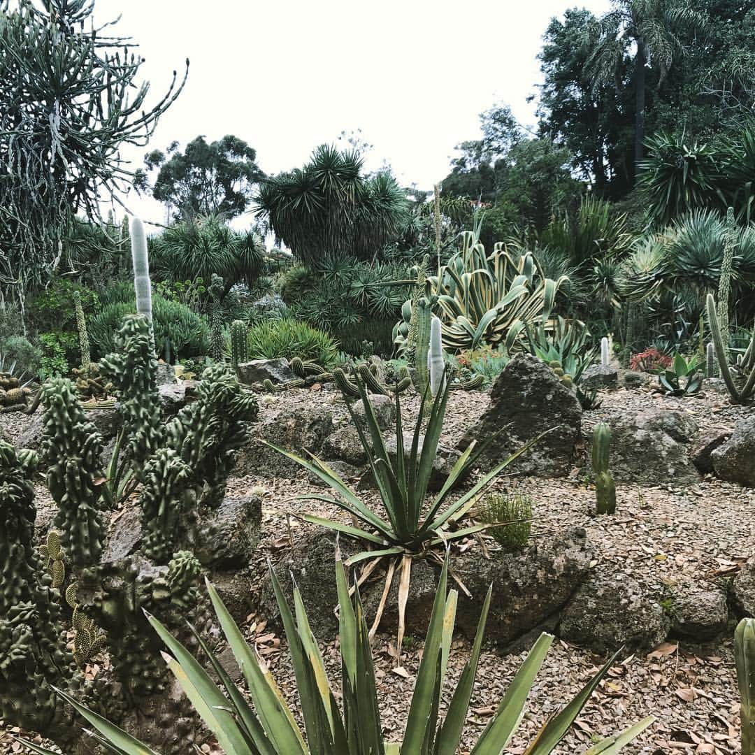 斎藤陽介のインスタグラム：「Refreshing after match#garden#naturephotography#naturelover#melbourne#メルボルン#australia#instaboy#soccer#relaxing#travelingram#love」