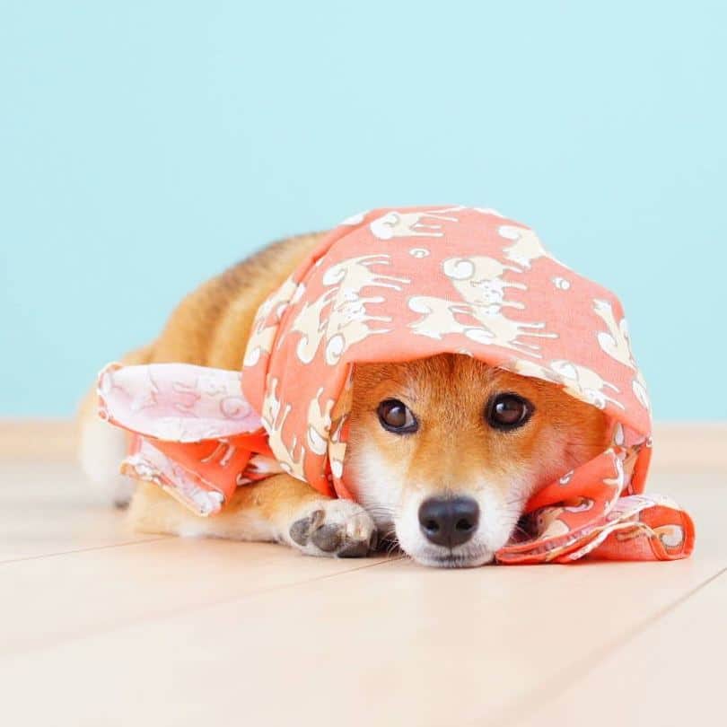 柴犬 ゆりのインスタグラム