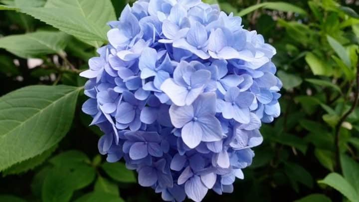佐野莉子のインスタグラム：「あじさい綺麗やった🌸🌸 鎌倉の思い出♡ 雨降る前にたくさん回れて楽しかった(๑･̑◡･̑๑) #withgirls_jp #withonline_jp #鎌倉 #KAMAKURA #KAMUKURA #あじさい #鎌倉ビール #地ビール #beer #instagood #instalike #instatravel #l4l #like4like #浴衣 #yukata #ビール #紫陽花 #ムービー #instamovie #instamusic #toconoma #lsl #ランチ #鎌倉ランチ #鎌倉gram #鎌倉ランチ #genic_travel #movie #genic_movie #tabijyo_movie」