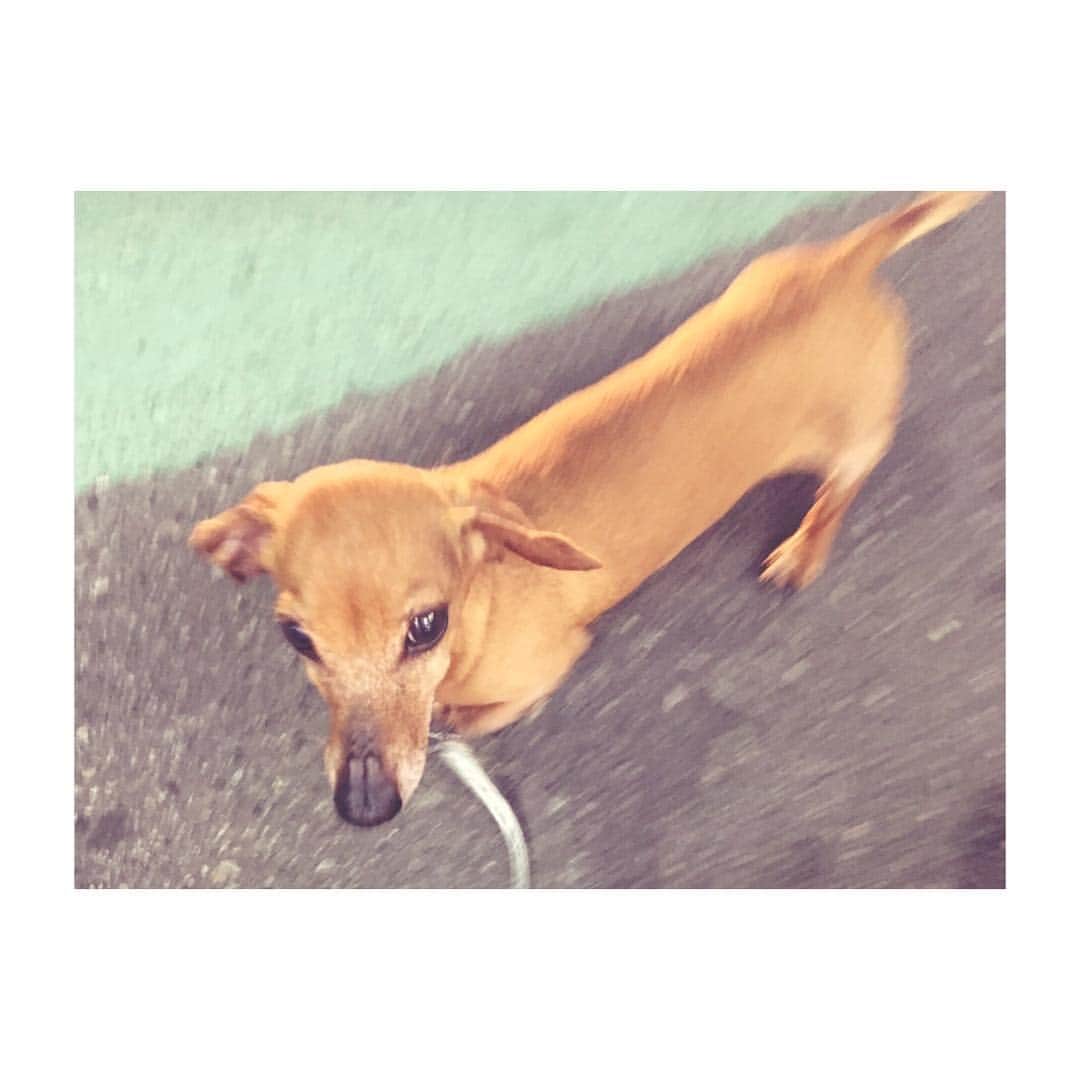 百川晴香さんのインスタグラム写真 - (百川晴香Instagram)「お仕事で遅くなっちゃった日はソラを連れてパパかママが駅まで迎えに来てくれます！ #家族 #愛犬 #今日はパパ #感謝してます #ありがとう」7月22日 0時57分 - momokawaharuka