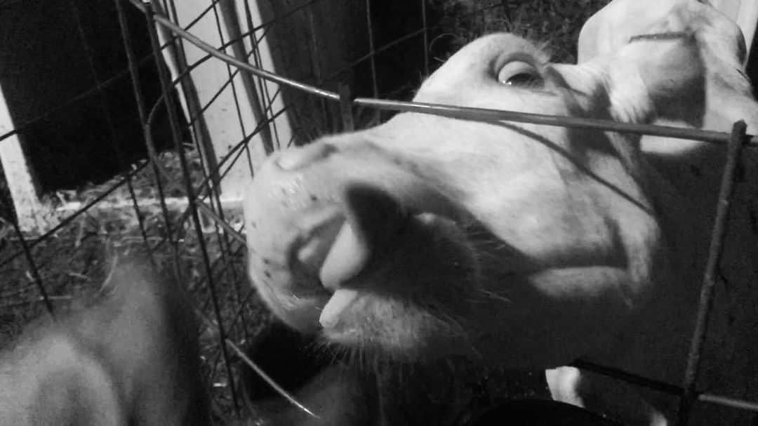 イーサン・エンブリーのインスタグラム：「I want Cow」