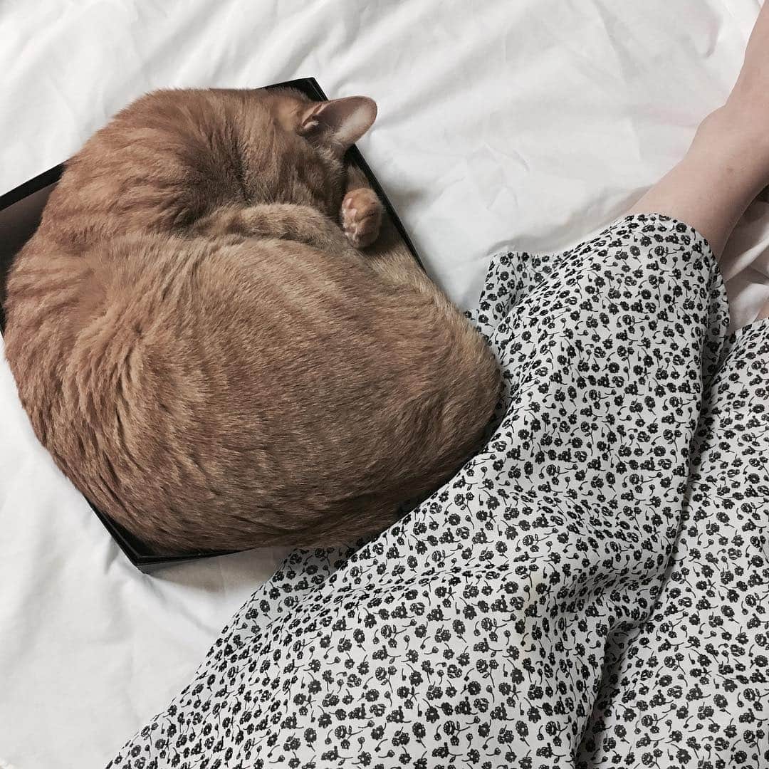 古川貴絵さんのインスタグラム写真 - (古川貴絵Instagram)「・ こーんなにきゅんきゅんでも 居心地がいいみたい😹 #でぶねこ #きゃめる #猫 #cat #camel #cute」7月22日 23時06分 - _kiegram