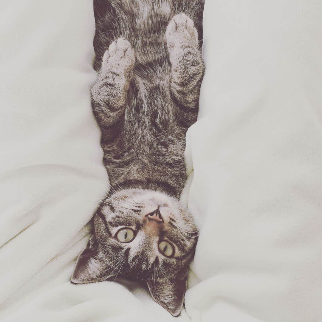 とよた真帆さんのインスタグラム写真 - (とよた真帆Instagram)「私の猫DADAちゃんでチャームを作ってくれた弘美ちゃん😃ありがとう #猫#猫チャーム #手作り #cat #cute #catlove #サプライズプレゼント  #happy #love」7月23日 11時20分 - maho_toyota