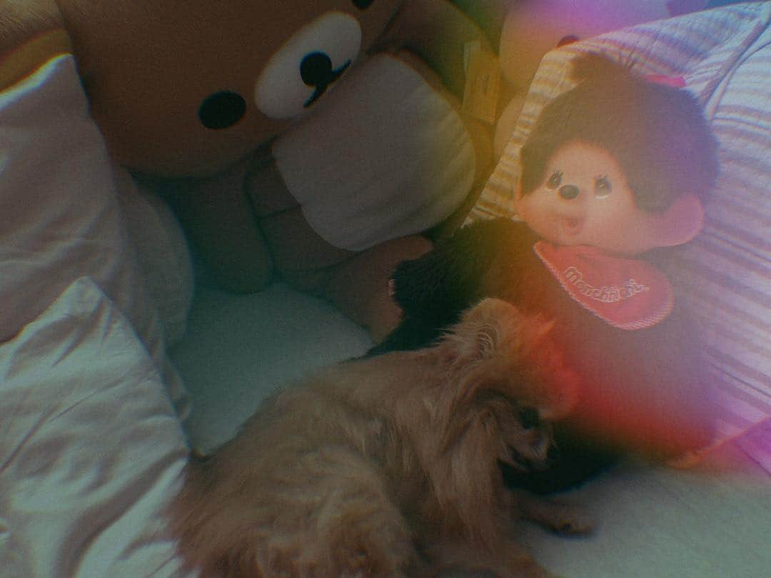 Moguさんのインスタグラム写真 - (MoguInstagram)「Lazy Sunday 😪」7月23日 13時36分 - taluggy_mogu