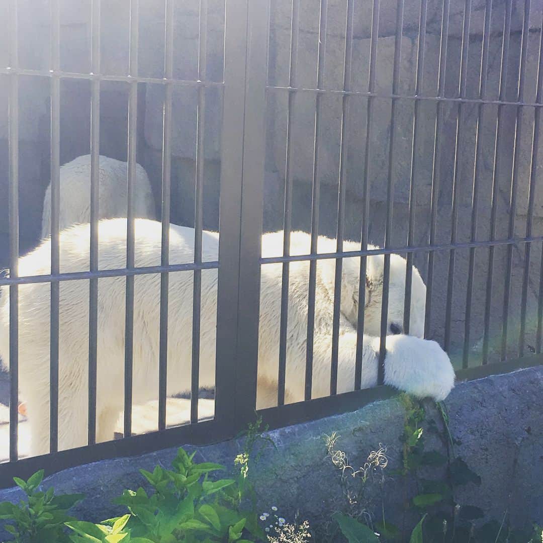 大島優子さんのインスタグラム写真 - (大島優子Instagram)「シロクマちゃんをみたくて 北海道に住んでるお友達と 円山動物園へʕ•ᴥ•ʔ  ちゃんと出てきて ファンサービスしてくれた🙏  #円山動物園 #札幌 #葉っぱをどうしても食べたい #シロクマ」7月23日 17時42分 - yuk00shima