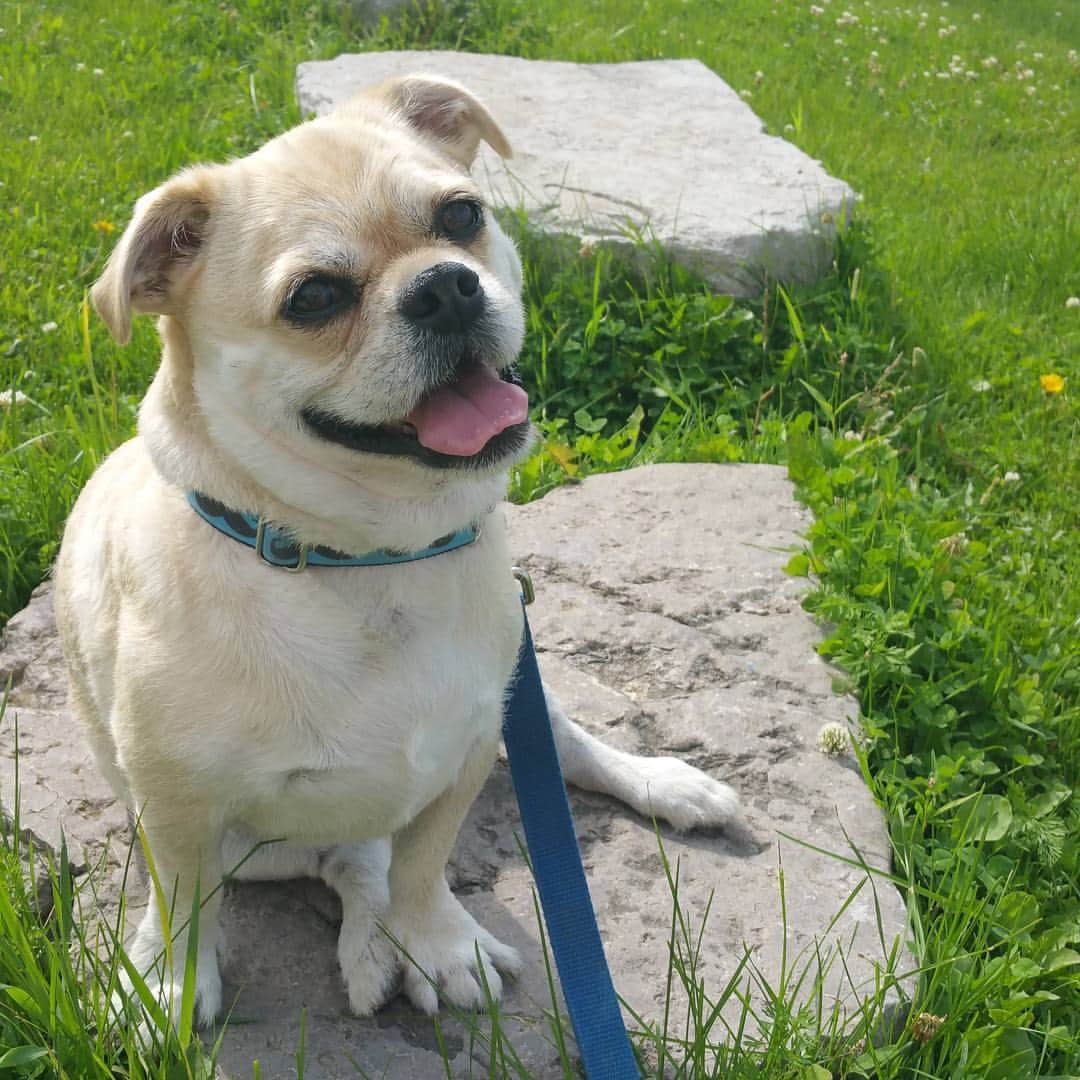 LuigiThePugTzuのインスタグラム：「Hi Friends. Happy Sunday to all. I've been working on my summer bod. What do you guys think? #dog #dogs #dogsofinstagram #puppy #cute #pugsofinstagram #pugs #pug #puglife #pugstagram #dailypug #keelyafternoontea #beoncanadianpugs #pugbasement #flatnosedogsociety #nofilter #pugtzu #pugtzucrew #pugtzusofinstagram #pugtzus #woofpackbros #rescue #adoptdontshop #buzzfeedanimals」