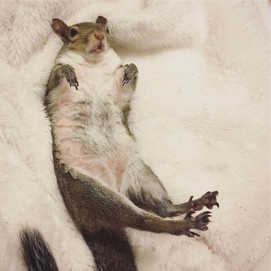 Jillさんのインスタグラム写真 - (JillInstagram)「Sunday plans. . #WHPmood . #petsquirrel #squirrel #squirrels #squirrellove #squirrellife #squirrelsofig #squirrelsofinstagram #easterngreysquirrel #easterngraysquirrel #ilovesquirrels #petsofinstagram #jillthesquirrel #thisgirlisasquirrel #WeeklyFluff #mood #currentmood #sunday #sundayfunday #rainyday #white #whiteblanket #frog #froglegs」7月24日 1時56分 - this_girl_is_a_squirrel
