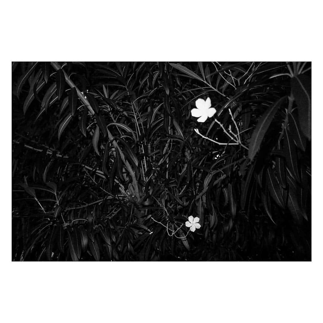 志磨遼平さんのインスタグラム写真 - (志磨遼平Instagram)「深夜の植物 I.」7月24日 2時03分 - ryohei_shima_thedresscodes