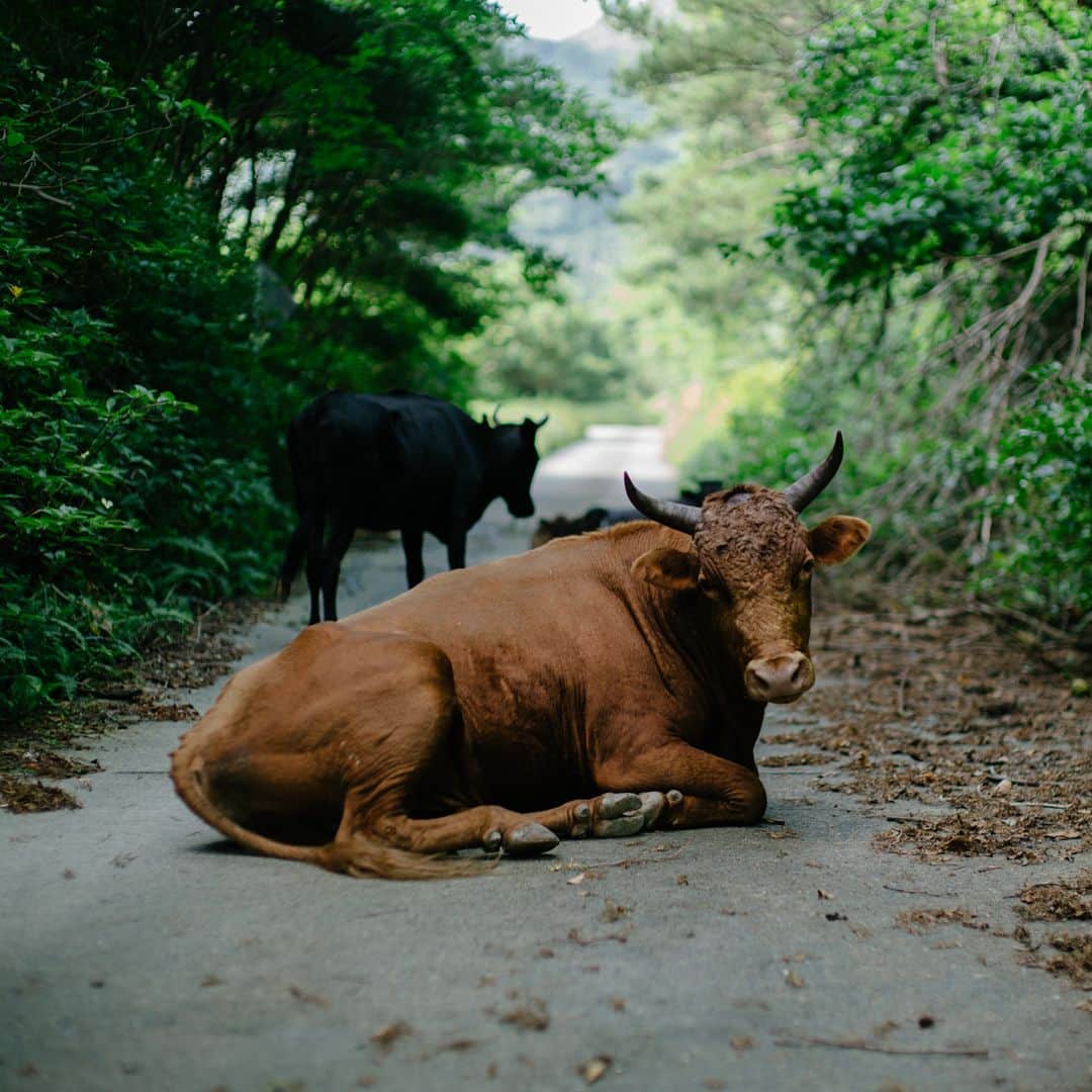 佐藤健寿さんのインスタグラム写真 - (佐藤健寿Instagram)「ニ島目、#トカラ列島 の #口之島 へ。道路で遭遇した野生のトカラ牛は10頭程しか現存しない最後の日本在来種らしい。」7月24日 20時36分 - x51